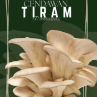 Oyster Mushroom