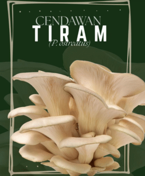 Oyster Mushroom